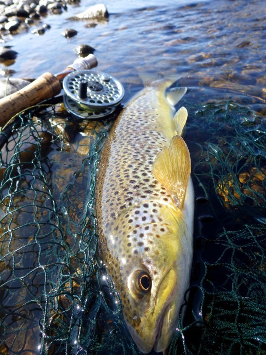 Greenbank trout - SJ from Herefordshire